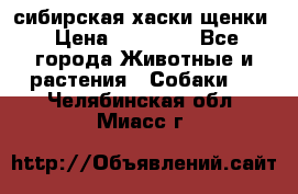 сибирская хаски щенки › Цена ­ 10 000 - Все города Животные и растения » Собаки   . Челябинская обл.,Миасс г.